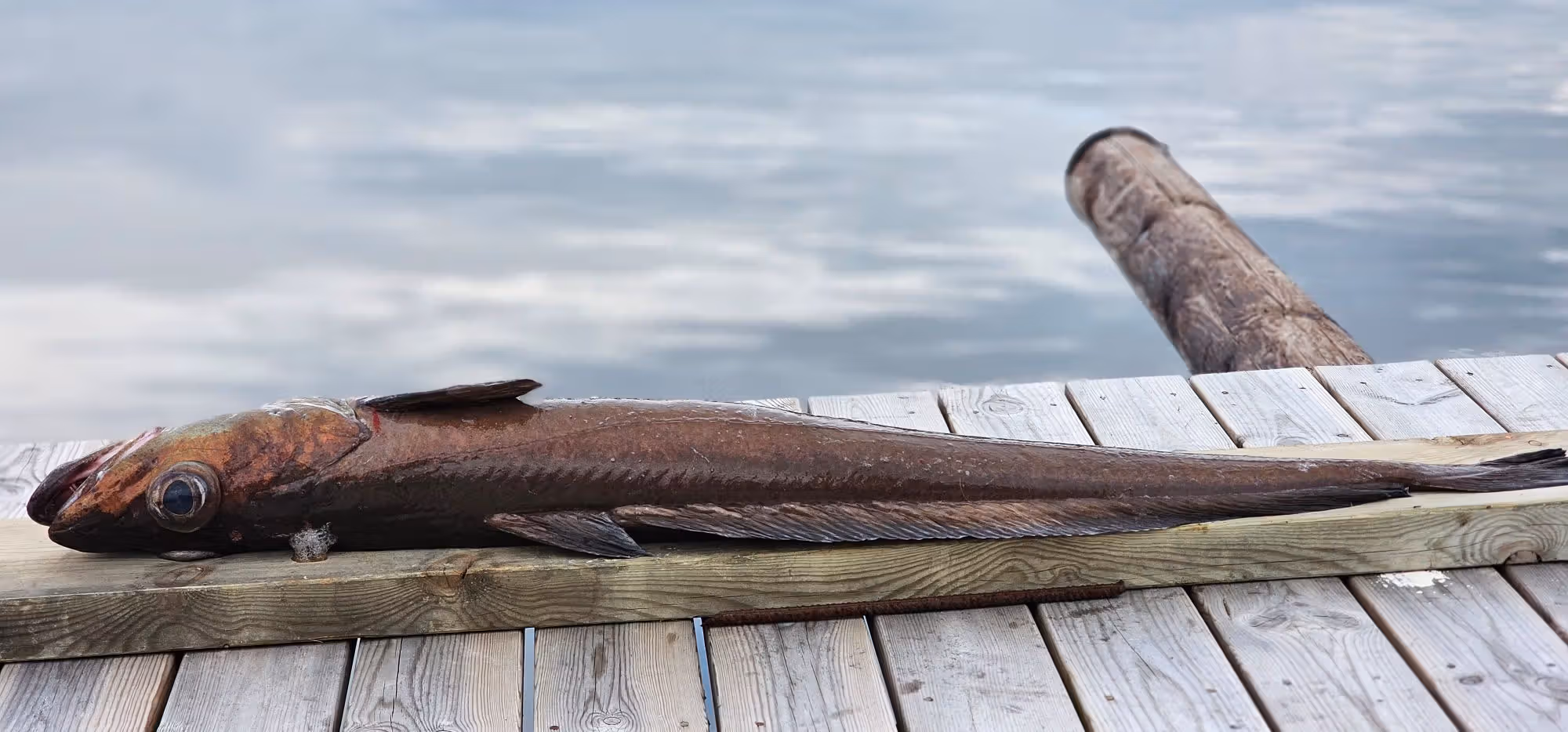 Fisketurer
